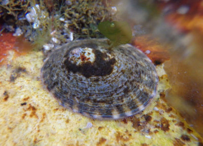 Atlantic Plate Limpet