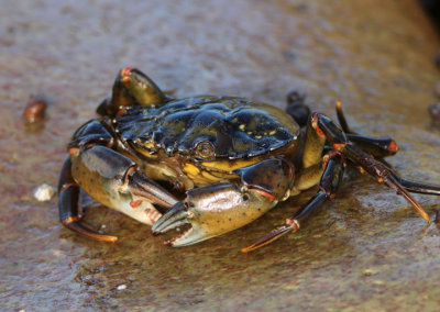 European Green Crab; exotic