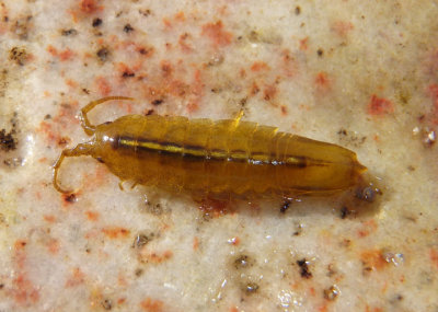 Idotea balthica; Baltic Isopod
