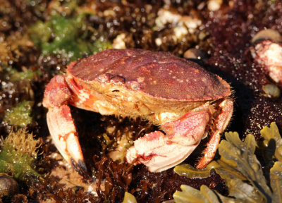 Jonah Crab 