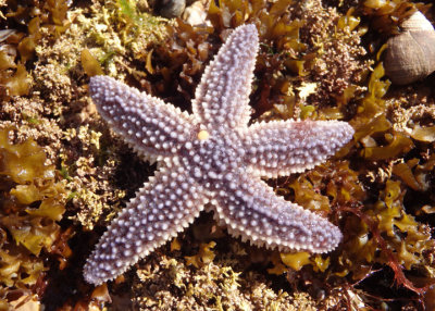 North Atlantic Sea Star