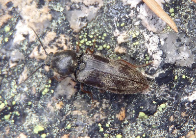 Hemicrepidius Click Beetle species