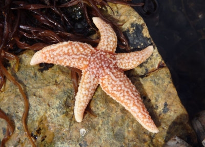 North Atlantic Sea Star