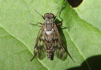 Rhagio mystaceus; Common Snipe Fly; male