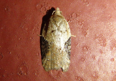 3522 - Acleris implexana; Tortricid Moth species