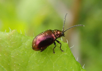 Altica kalmiae; Flea Beetle species