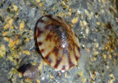 Atlantic Plate Limpet