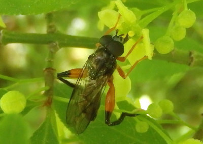Chalcosyrphus vecors; Syrphid Fly species; male