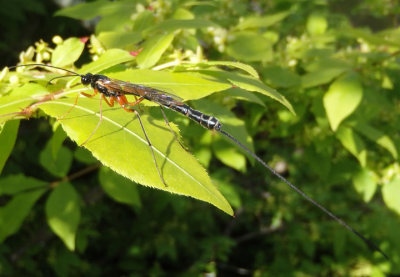 Rhyssinae Ichneumon Wasp species