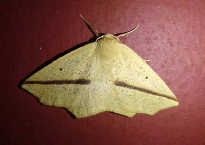 6963 - Tetracis crocallata; Yellow Slant-Line