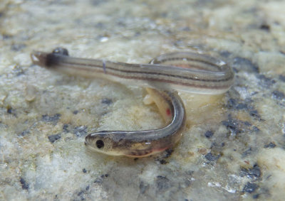 American Eel; juvenile