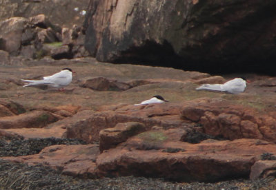 Roseate Tern (middle) with Arctic Terns