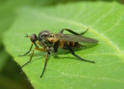 Rhamphomyia Dance Fly species