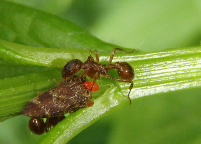 Myrmica brevispinosa; Ant species