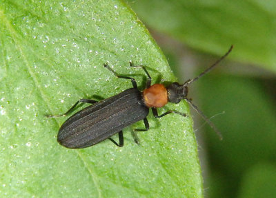 Asclera ruficollis; Red-necked False Blister Beetle