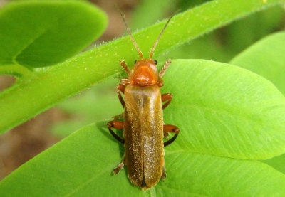 Cantharis livida; Soldier Beetle species