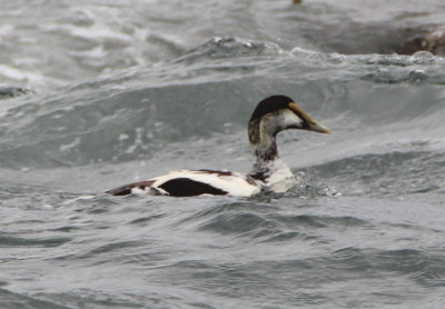 Common Eider; young male