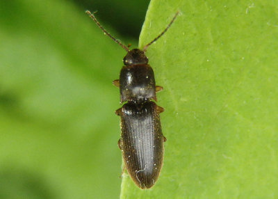 Dalopius Click Beetle species