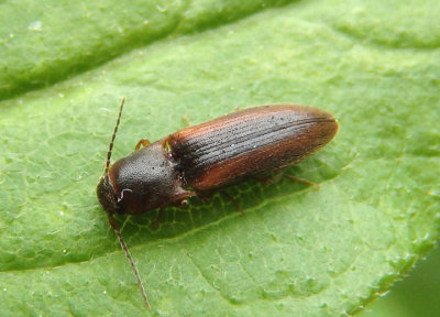 Dalopius Click Beetle species 