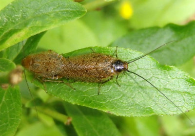 Ectobius lapponicus; Dusky Cockroach pair; exotic