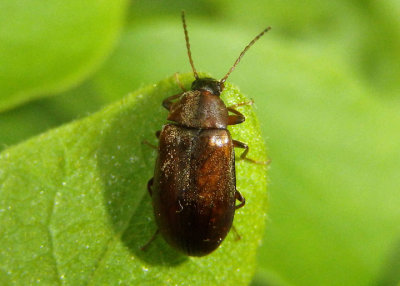 Isomira quadristriata; Comb-clawed Beetle species