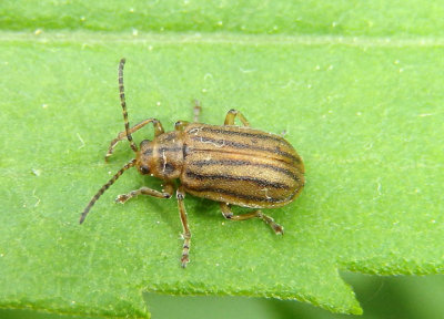 Ophraella conferta; Leaf Beetle species