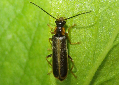 Podabrus Soldier Beetle species