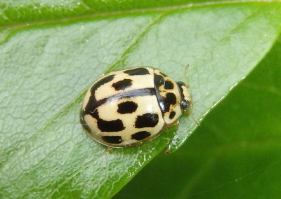 Propylea quatuordecimpunctata; Fourteen-spotted Lady Beetle; exotic