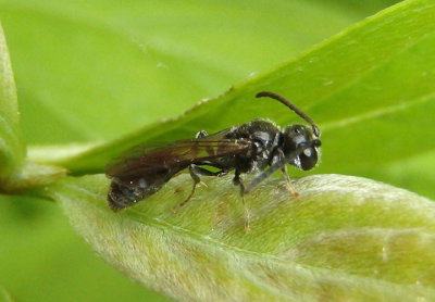 Psenini Aphid Wasp species