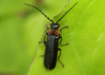 Rhagonycha lineola; Soldier Beetle species