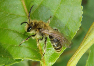 Andrena Miner Bee species; male