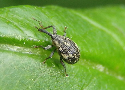 Anthonomus lecontei; Weevil species