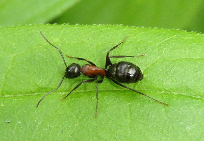 Camponotus novaeboracensis; New York Carpenter Ant