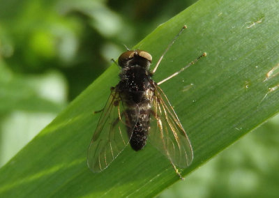 Chrysopilus Snipe Fly species; male