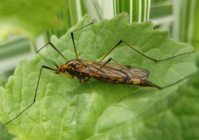 Nephrotoma pedunculata; Tiger Crane Fly species