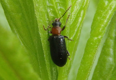 Orsodacne atra; Ravenous Leaf Beetle species