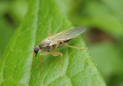 Platypalpus Hybotid Dance Fly species