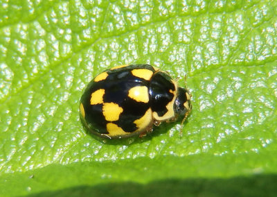 Propylea quatuordecimpunctata; Fourteen-spotted Lady Beetle; exotic
