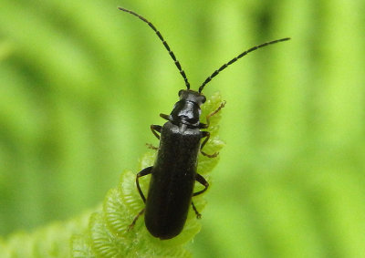 Rhagonycha mandibularis; Soldier Beetle species