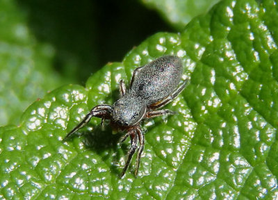 Tutelina similis; Jumping Spider species