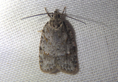 0911 - Bibarrambla allenella; Bog Bibarrambla Moth