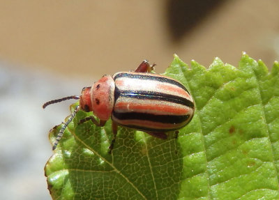 Disonycha caroliniana; Flea Beetle species