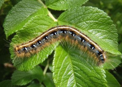 7701 - Malacosoma americanum; Eastern Tent Caterpillar