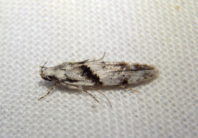 1851 - Arogalea cristifasciella; Stripe-backed Moth