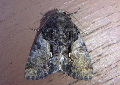 9556 - Chytonix palliatricula; Cloaked Marvel; northern dark form