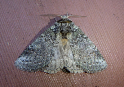 7994 - Heterocampa guttivitta; Saddled Prominent