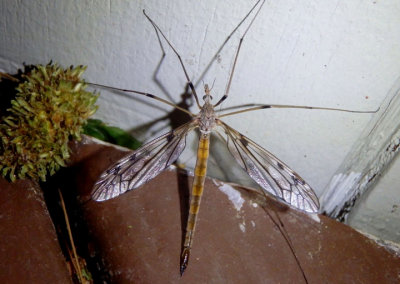 Tipula longiventris; Crane Fly species; female