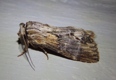 7958 - Dasylophia thyatiroides; Gray-patched Prominent