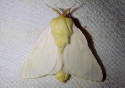 7715 - Dryocampa rubicunda; Rosy Maple Moth