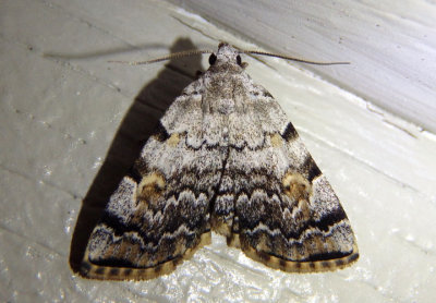 8322 - Idia americalis; American Idia